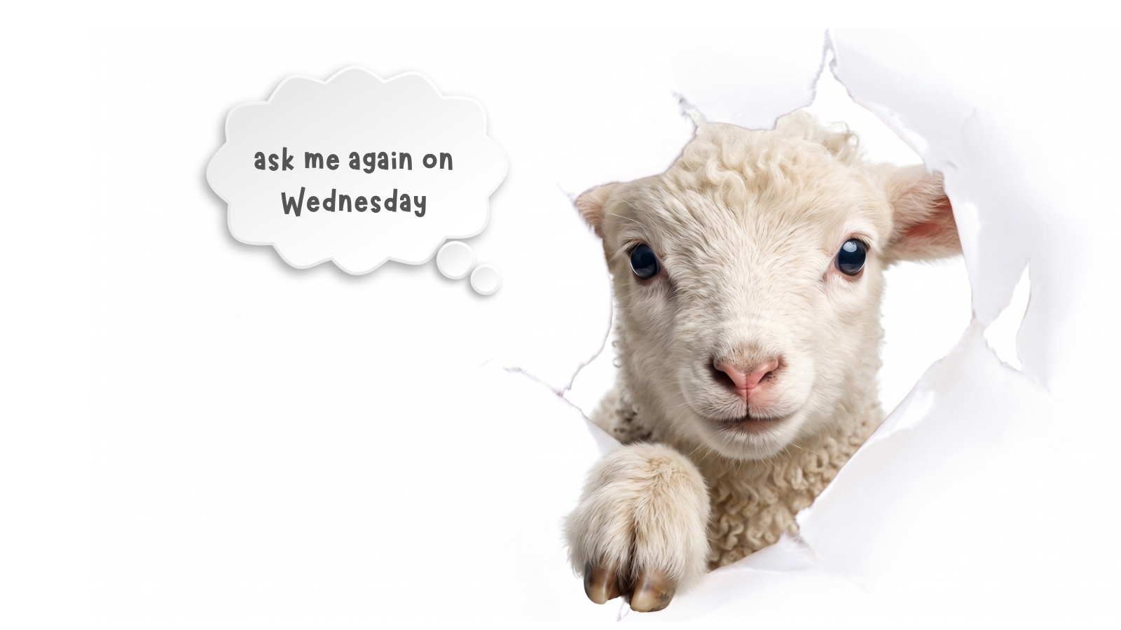 Wednesday lamb